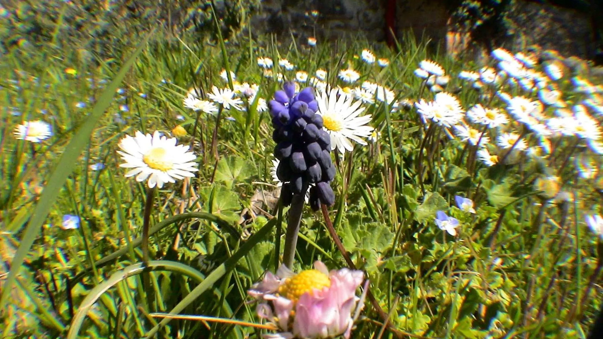 Holiday home Lou Penequet A Charming Mas In Provence With Shared Pool Countryside Villa Flayosc